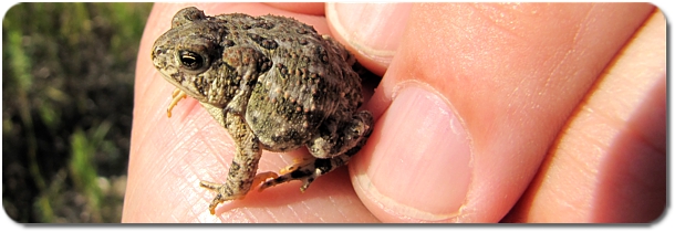 Toadlet